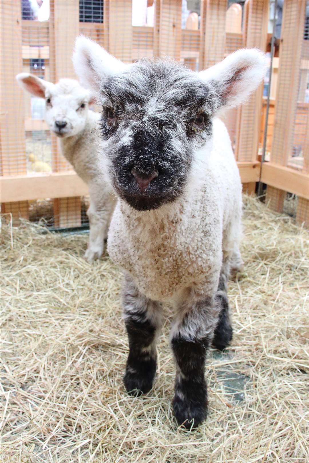 See the newborn lambs this weekend