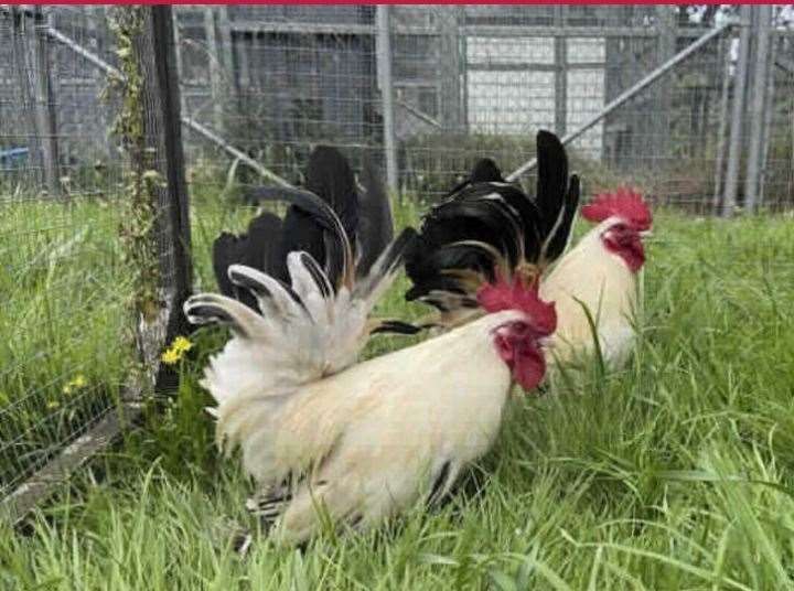 Paul and Barry Cluckle need a new home
