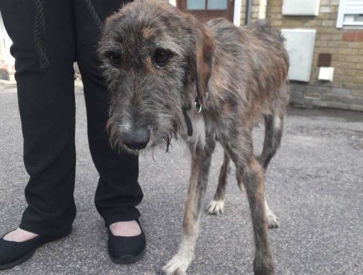 The poorly pooch has been named Rufus and is thought to be about 18 months old. Picture: Swale council's stray dog service