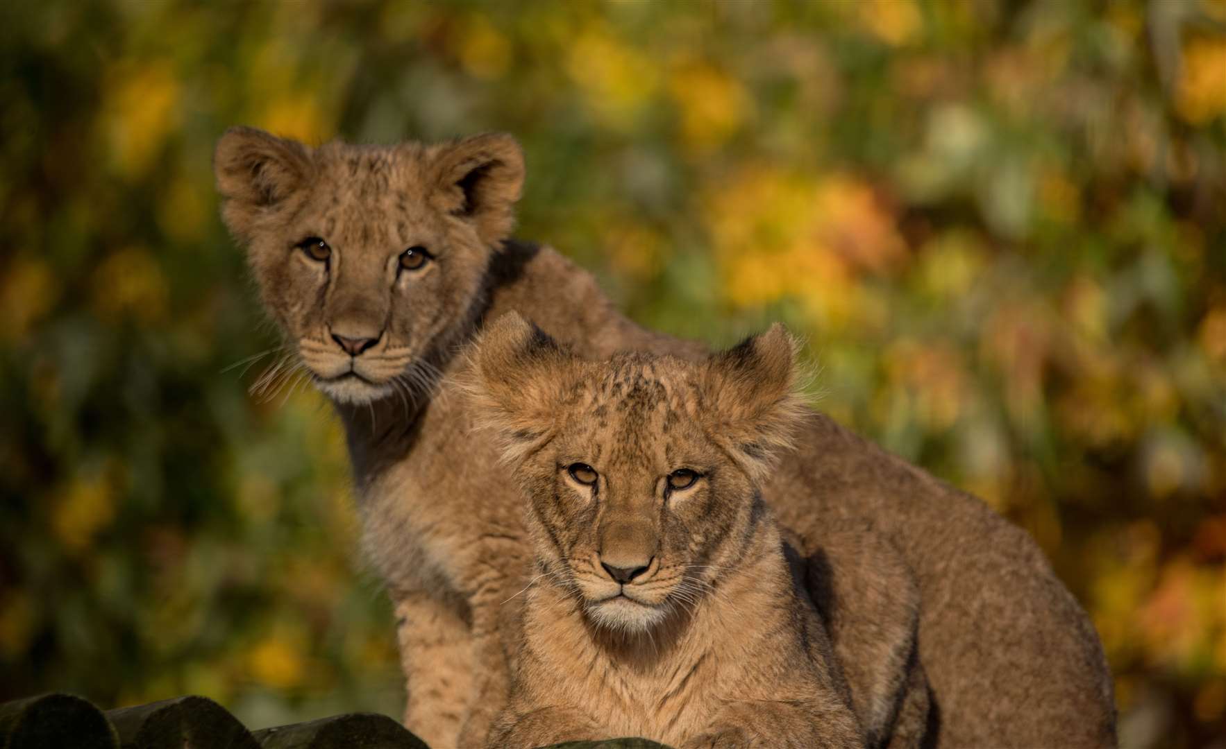 Meet big cats, elephants, gorillas and more with an animal experience at Howletts Wild Animal Park. Picture: @photography_by_dmc
