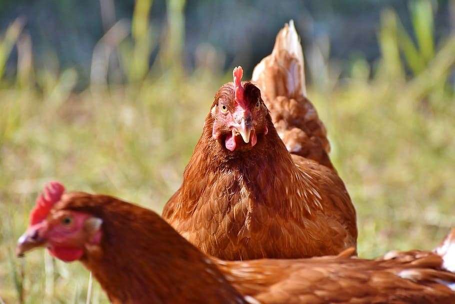 Chickens have been in 'lockdown'
