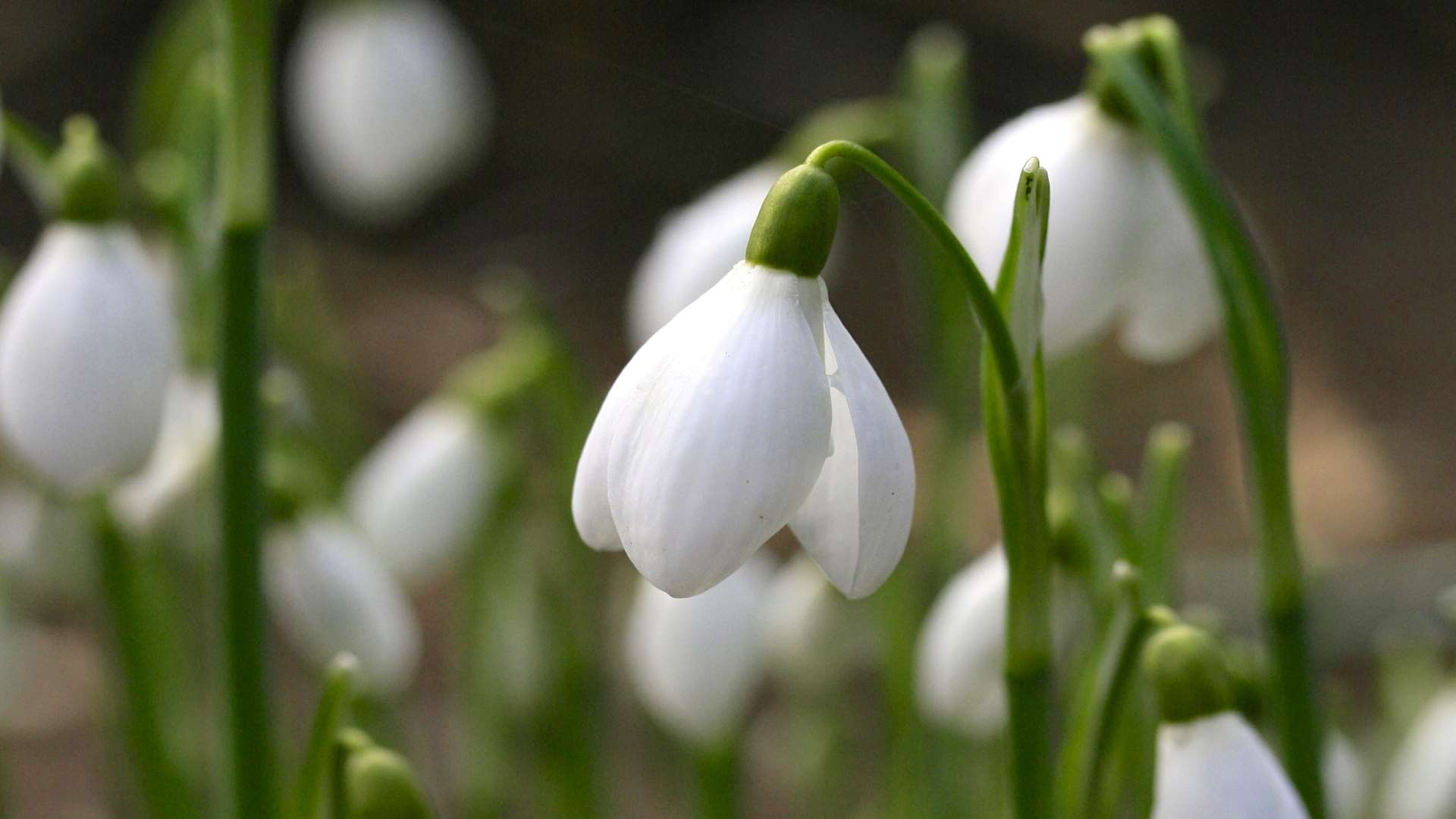 The snowdrops should be sensational this weekend