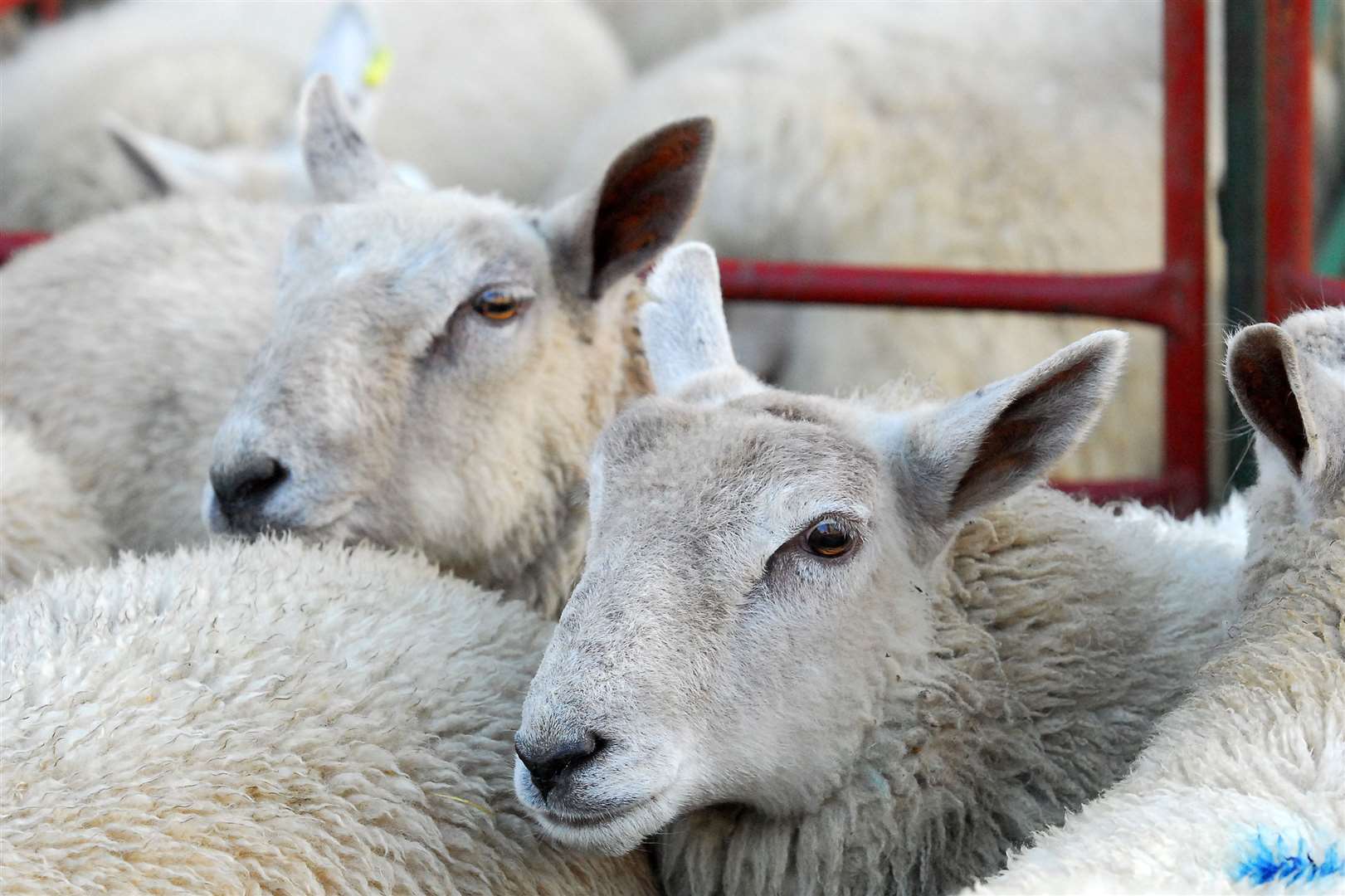 Sheep worrying is an ongoing concern for farmers. Stock picture