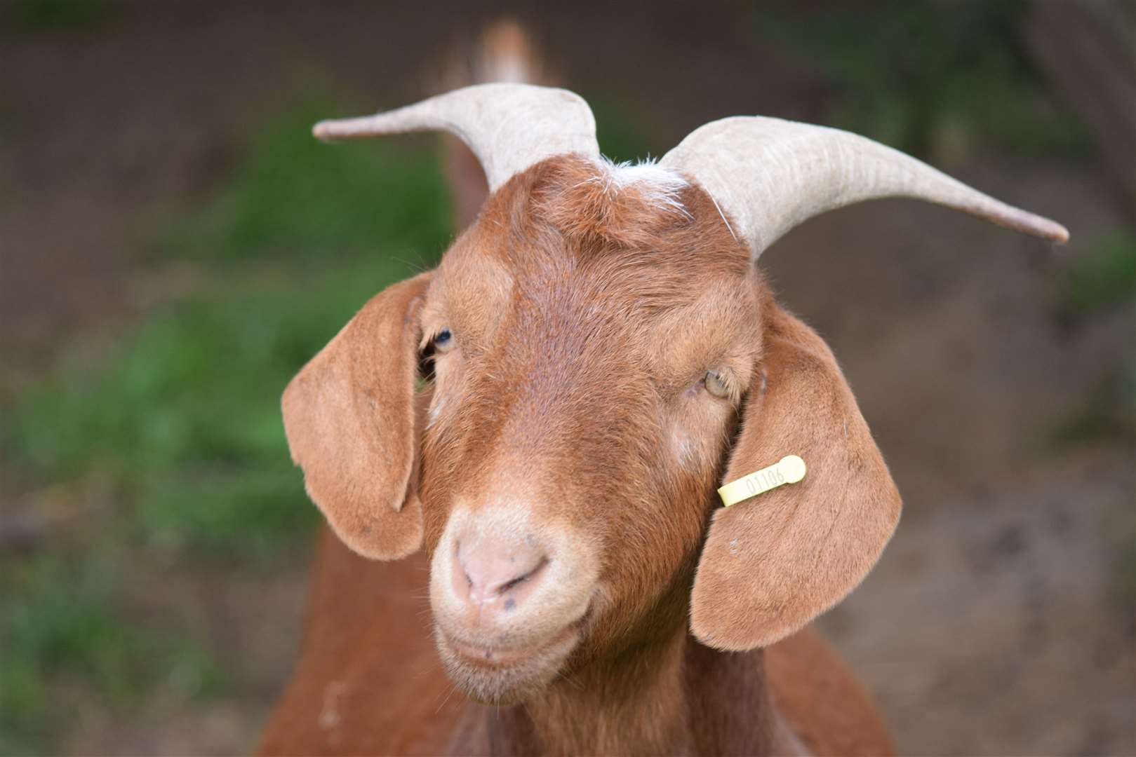 Toffee the goat