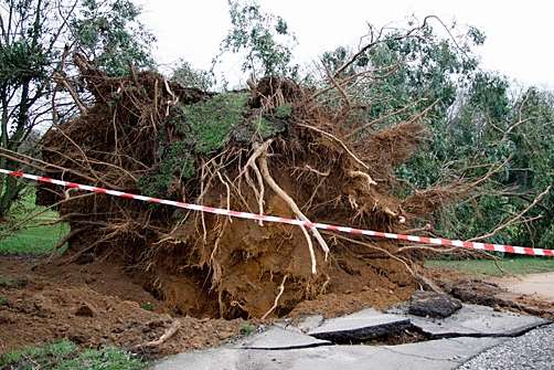 A tree uprooted after Saturday night's storm at West Malling Golf Club