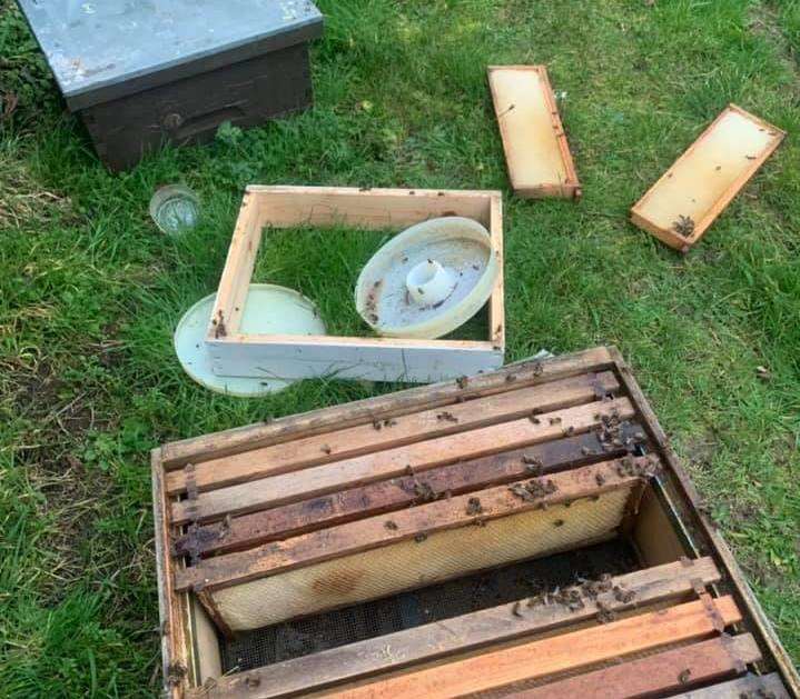 Thousands of bees were killed when vandals attacked a colony in Coxheath (6831531)