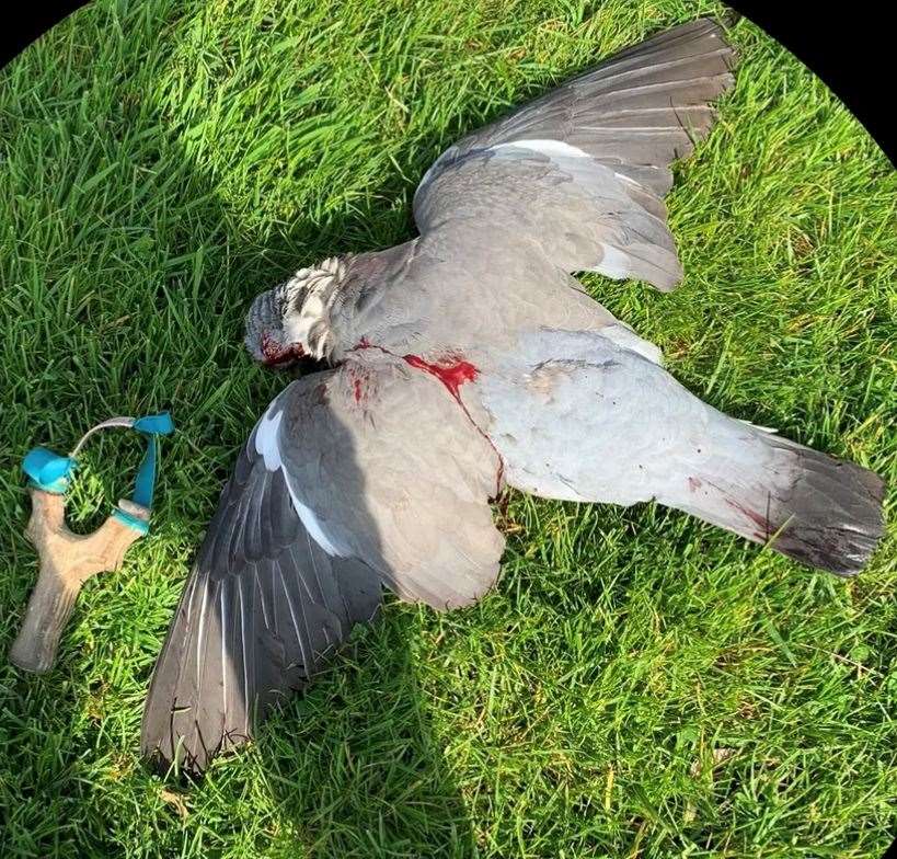 Another pigeon laying face down and smothered in blood is pictured with the killer's weapon of choice - a catapult