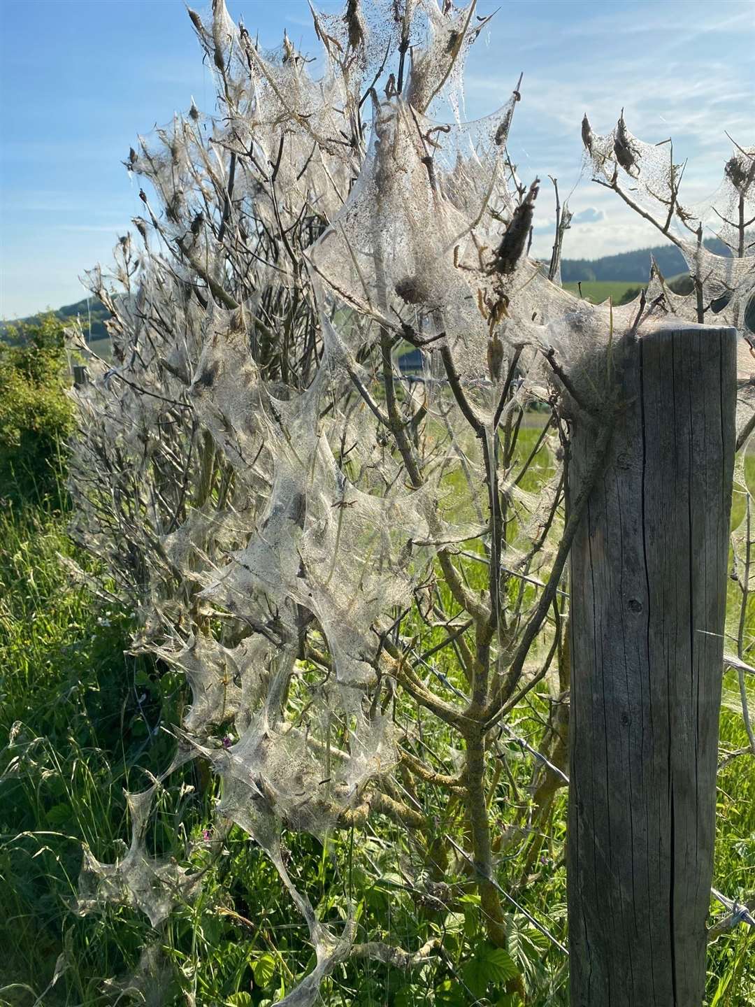 Some species of moth can smother plants and hedgerows with a cobweb-like covering