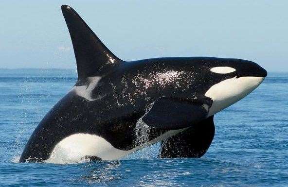 A real Orca