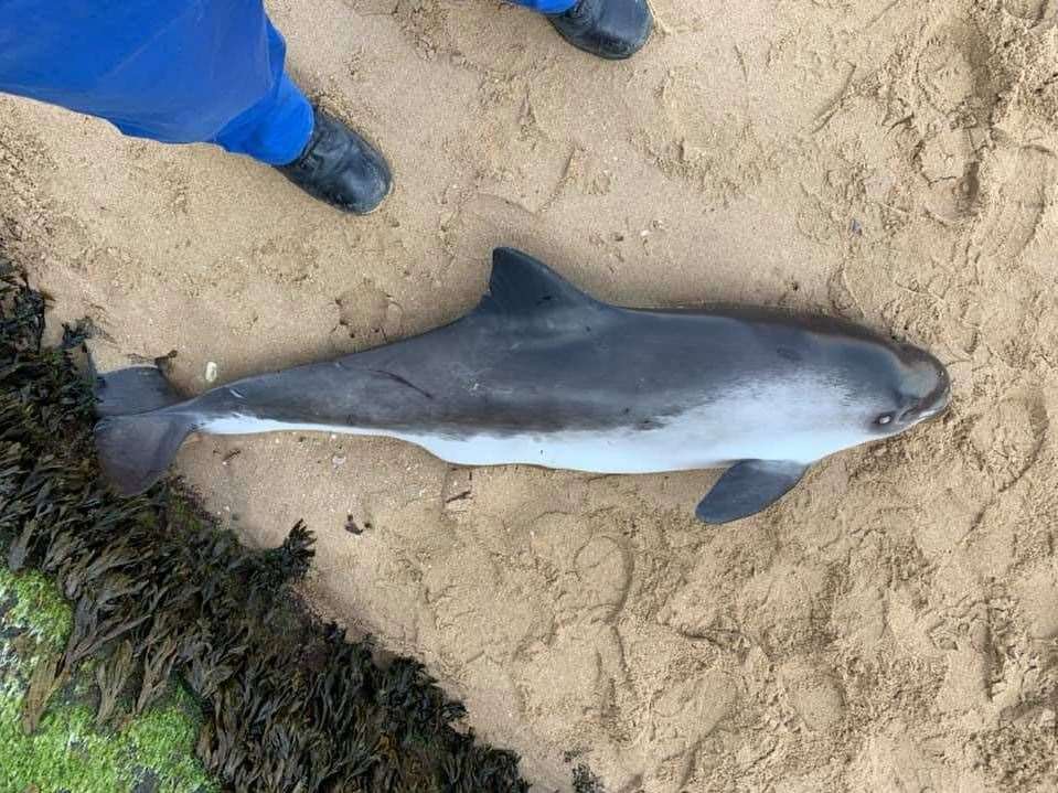 A dead porpoise was found on the beach. Picture: HM Coastguard
