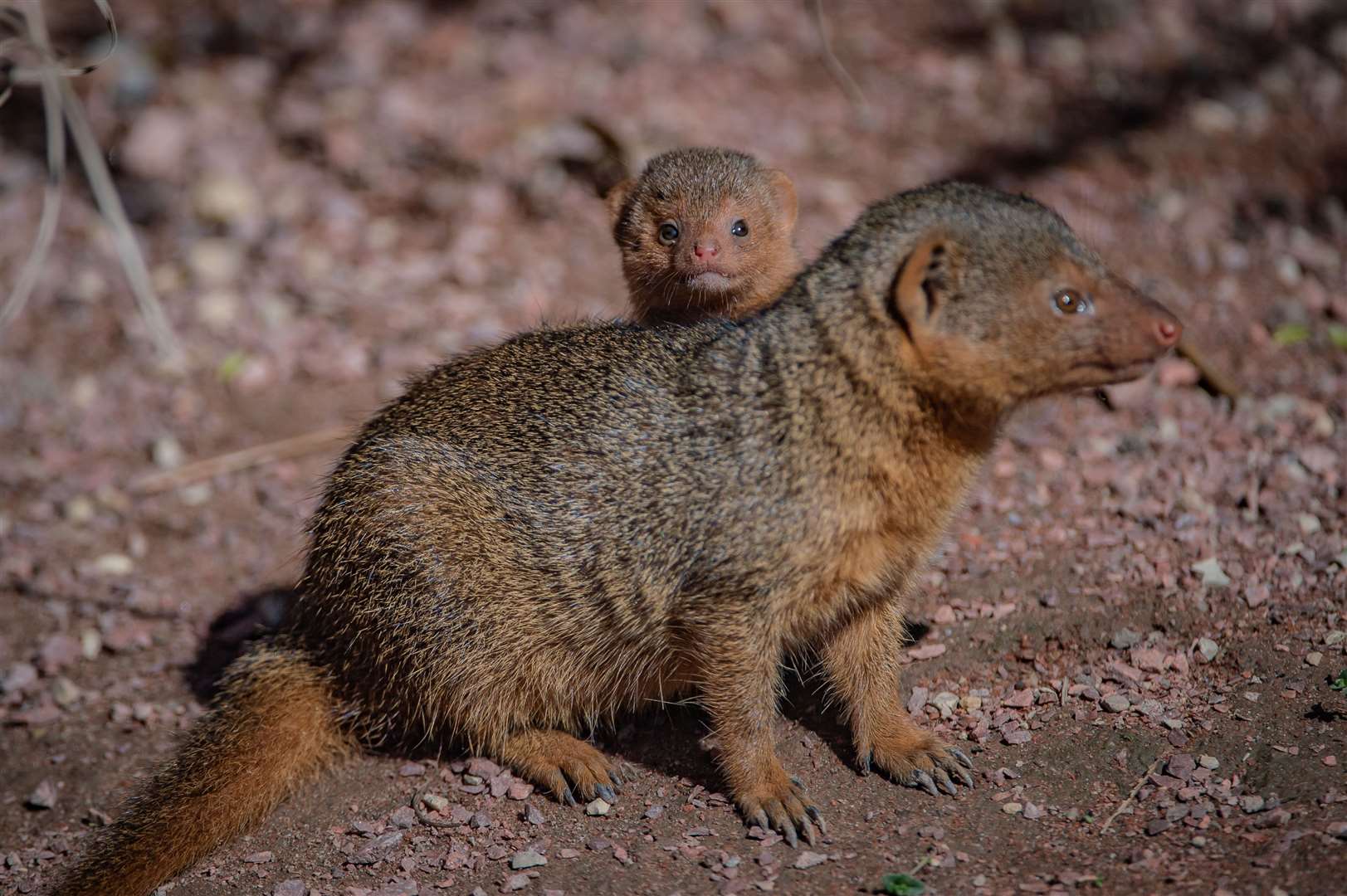 Dwarf mongooses are the smallest carnivores found in Africa (Chester Zoo)