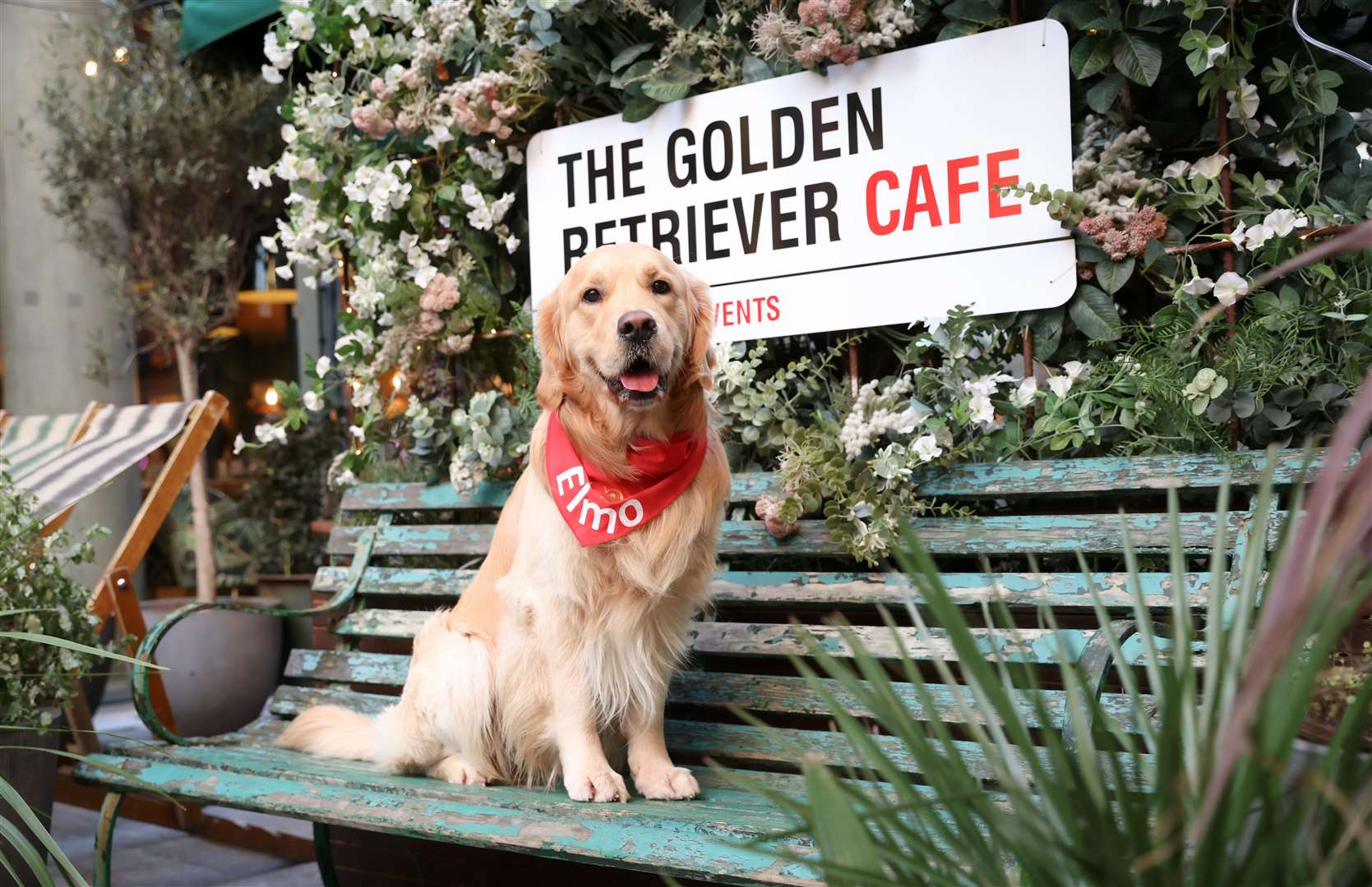 Pop and Bark is set to host an event in Tunbridge Wells next month. Picture: POP+BARK