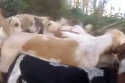 The Hunt Saboteurs Association says this is an image of the hounds ripping a fox apart