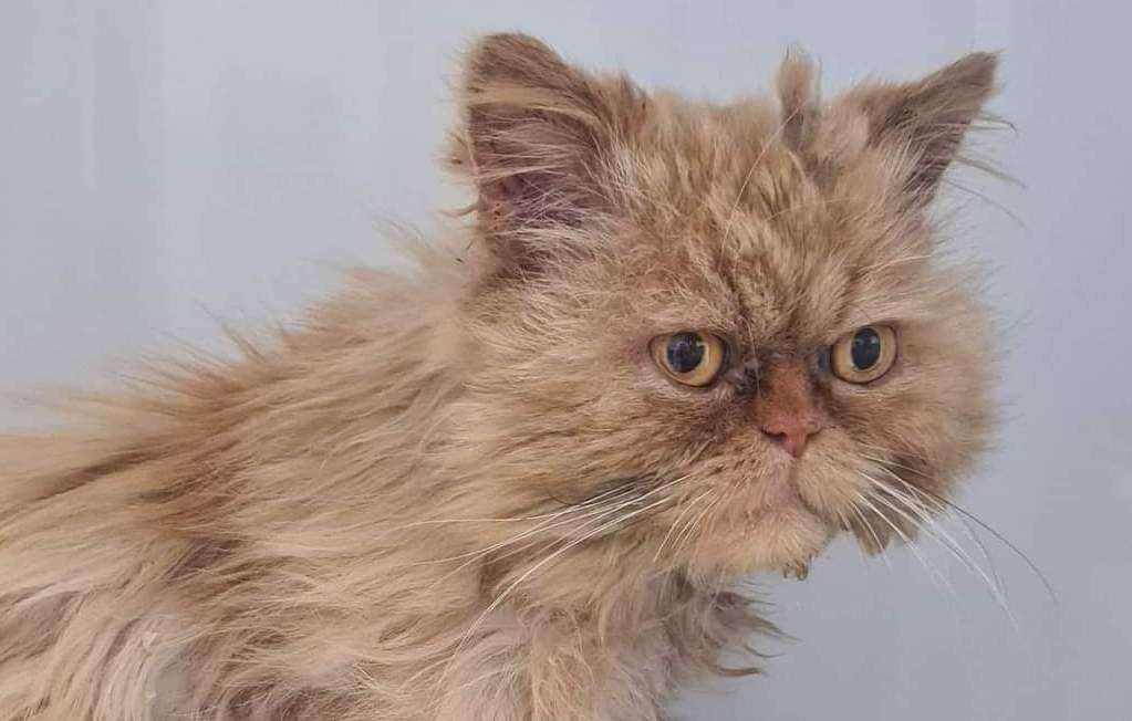 A Persian picked up by Animals Lost and Found. Photo: Natasha McPhee