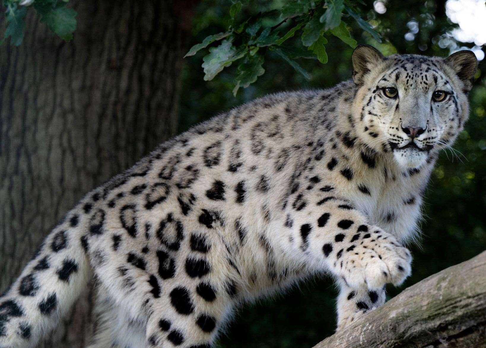 There are only around 4,000-6,000 remaining in the wild. Picture: The Big Cat Sanctuary