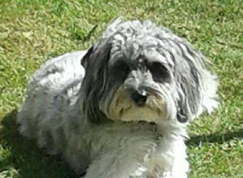 Maisie the dog was hit and killed by a car in Woodside Road, Sturry