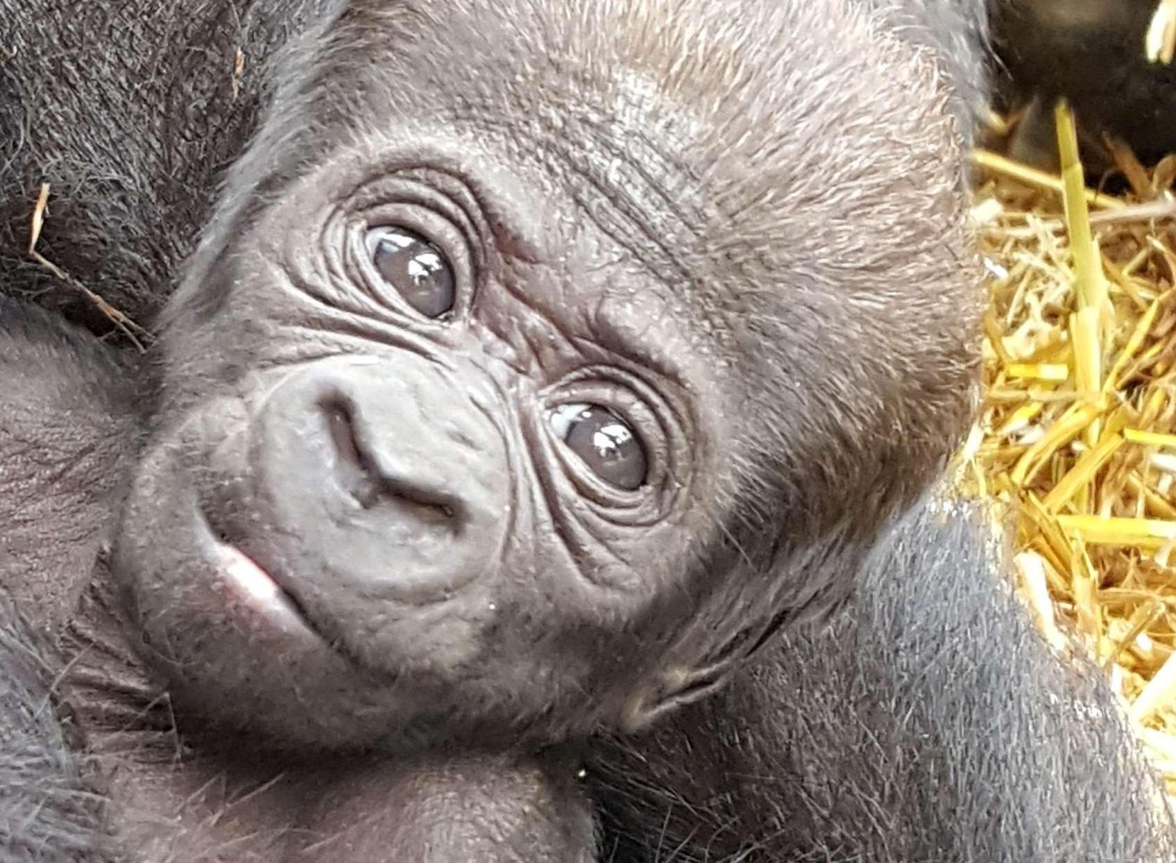 The baby western lowland gorilla