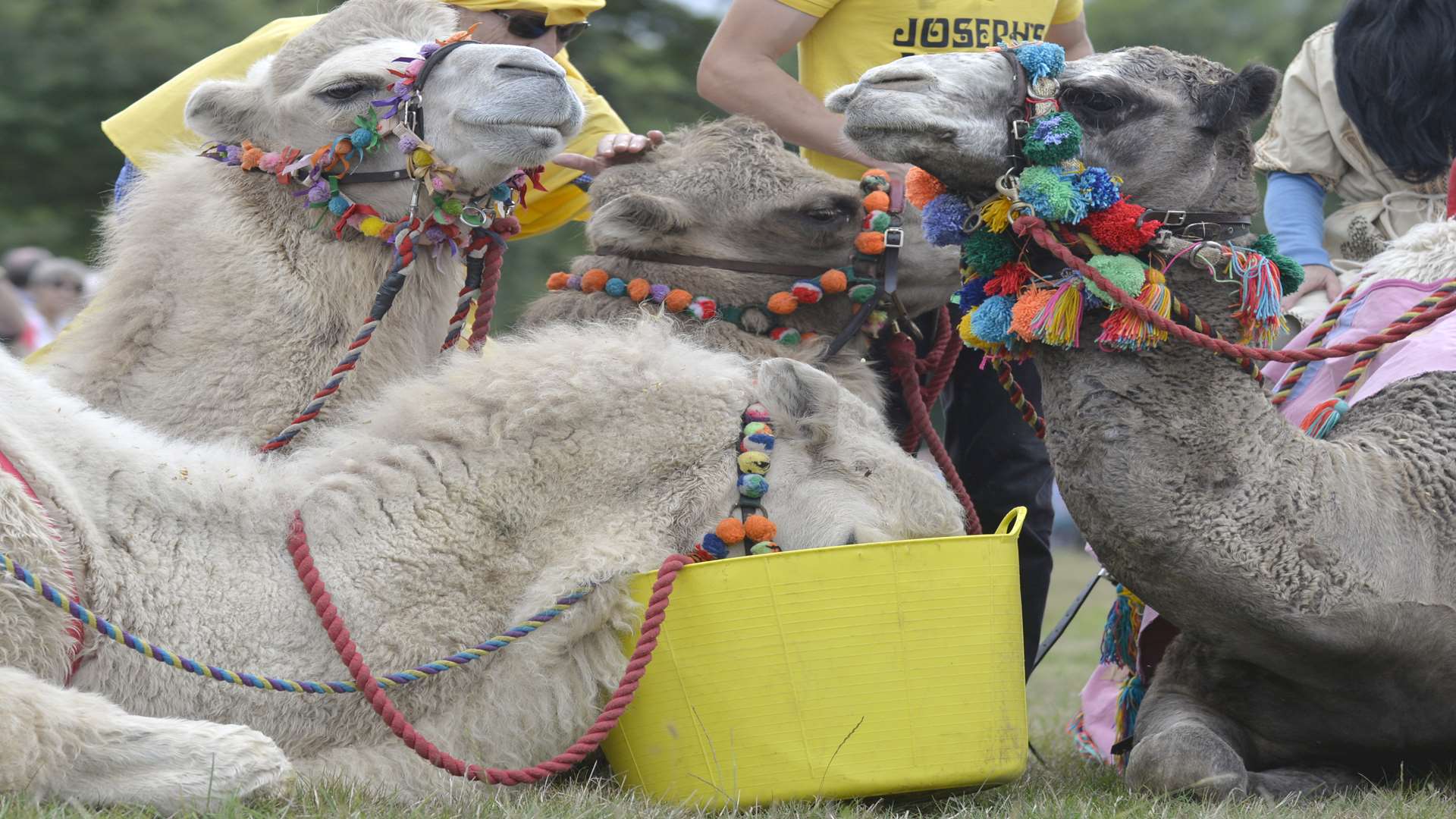 Camel racing in Chilham
