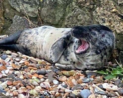 A stranded seal has been spotted near Minnis Bay in Birchington. Picture: Beth Richford