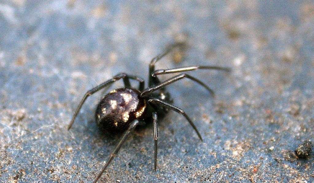 The noble false widow are not native to the UK, but are thought to have arrived from the Canary Islands