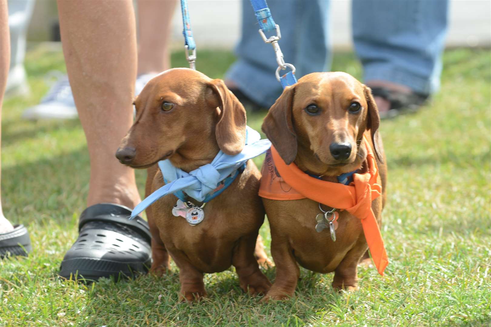 Competing in the Prettiest Bitches category Bangers and Buskers were two tanned dachshunds