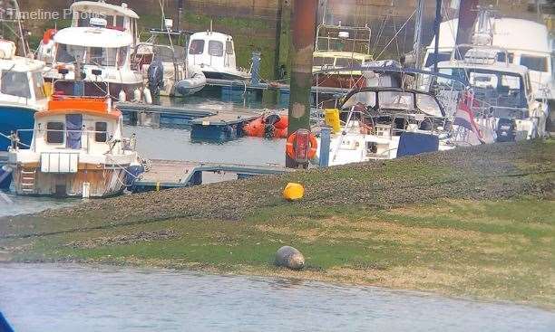 The dock area where the seal was found. Picture: Folkestone Coastguard