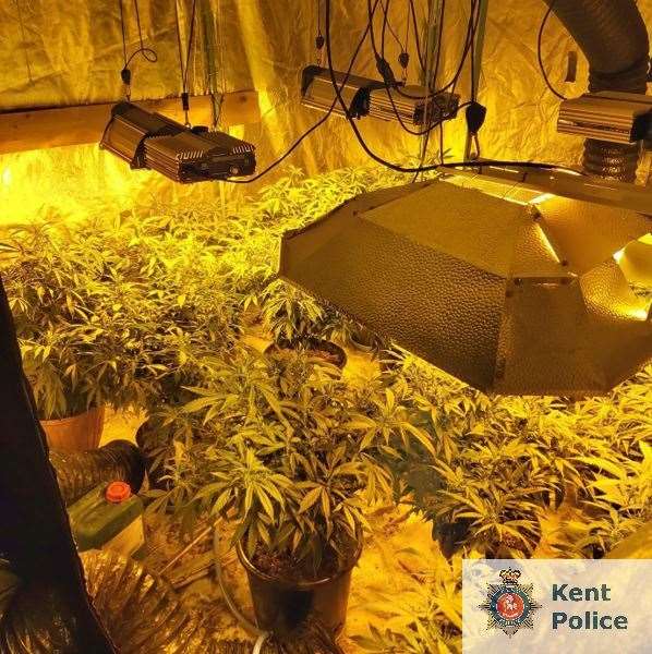 Police found 20 cannabis plants in a property in St Margaret's Bay. Photo: Kent Police