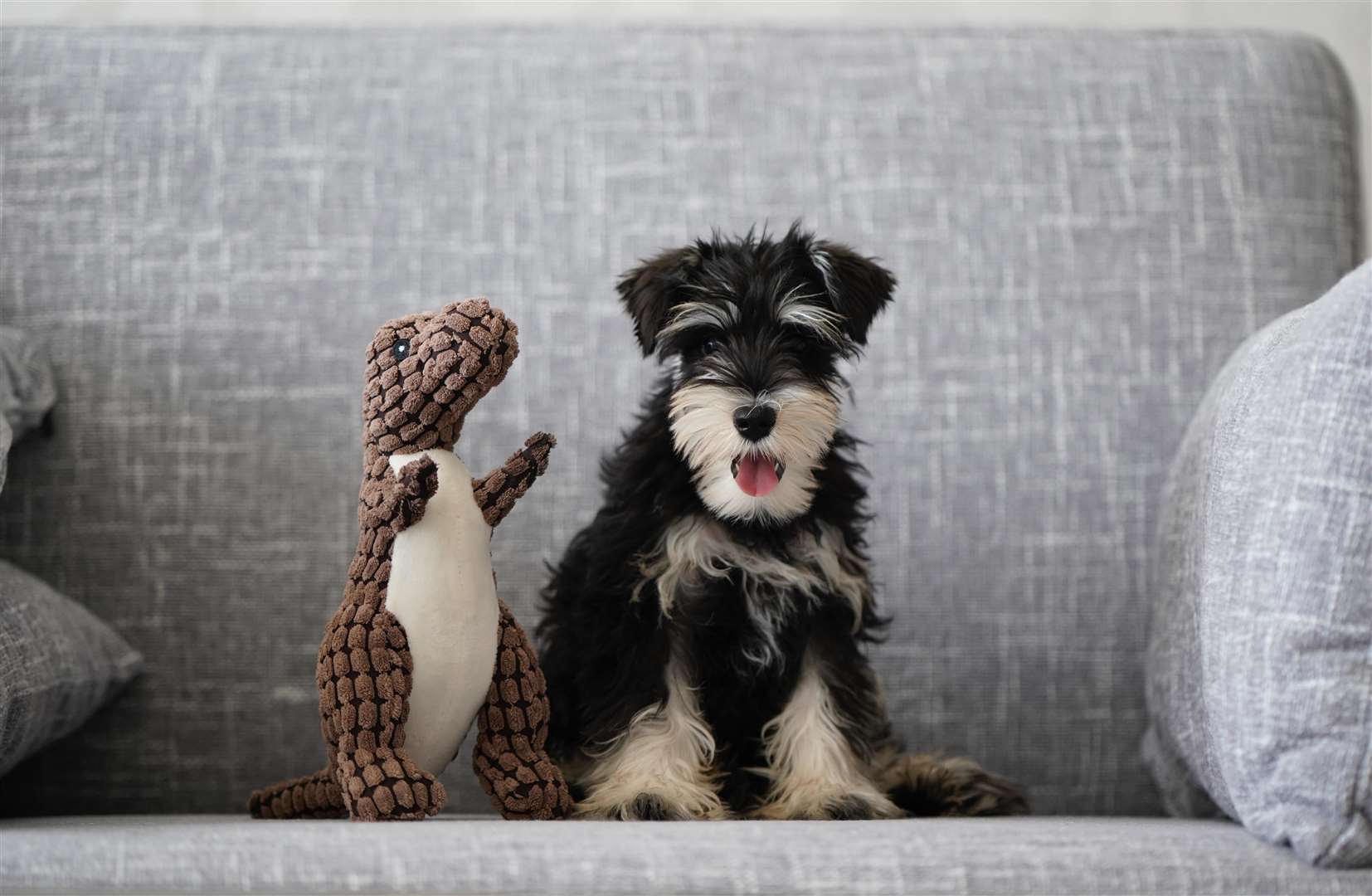 It's important to keep your pooch stress-free to avoid anxiety and depression. Picture: Unsplash