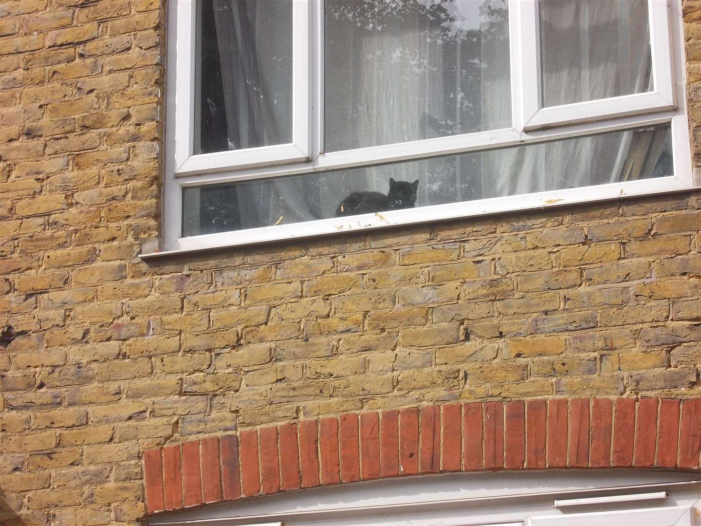 The cat has been spotted sitting on the upstairs window sill. Picture: Mick Jones