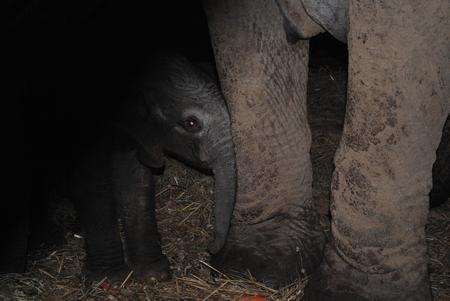 Keepers at Howletts, near Canterbury, were overjoyed when Masa the African elephant came out of labour alive last week.