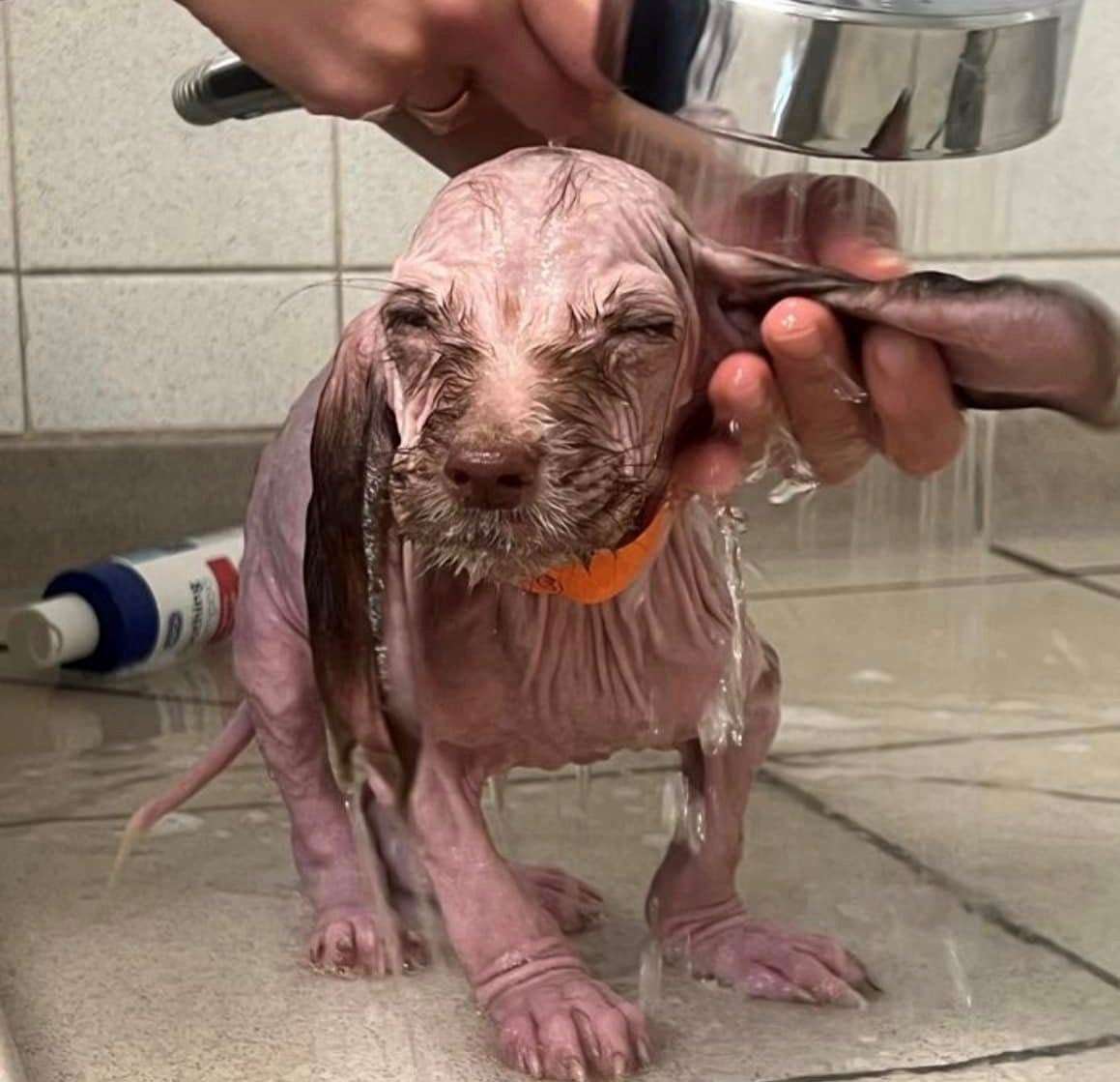 The pups are suffering from mange and have lost their hair as a result. Picture: New Hope Animal Rescue