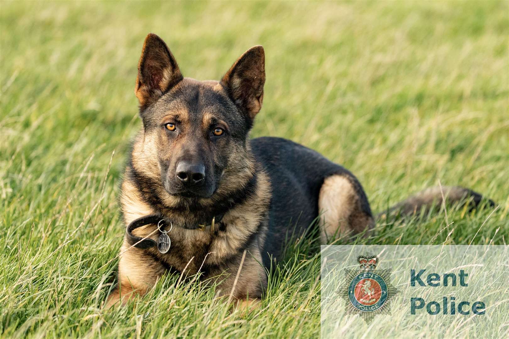 Police dog Bear helped sniff out stolen goods. Photo: Kent Police