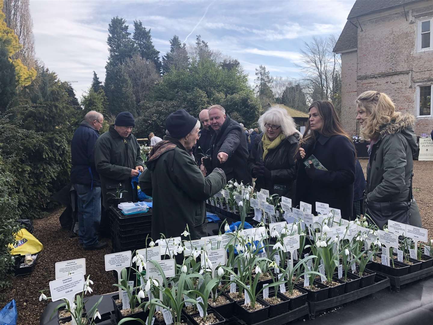 Buyers snapping up the snowdrops