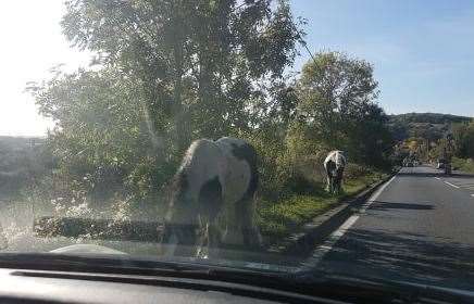 Police were called when two horses were seen loose on the A228 near Cuxton. Picture: Kirsty Brown