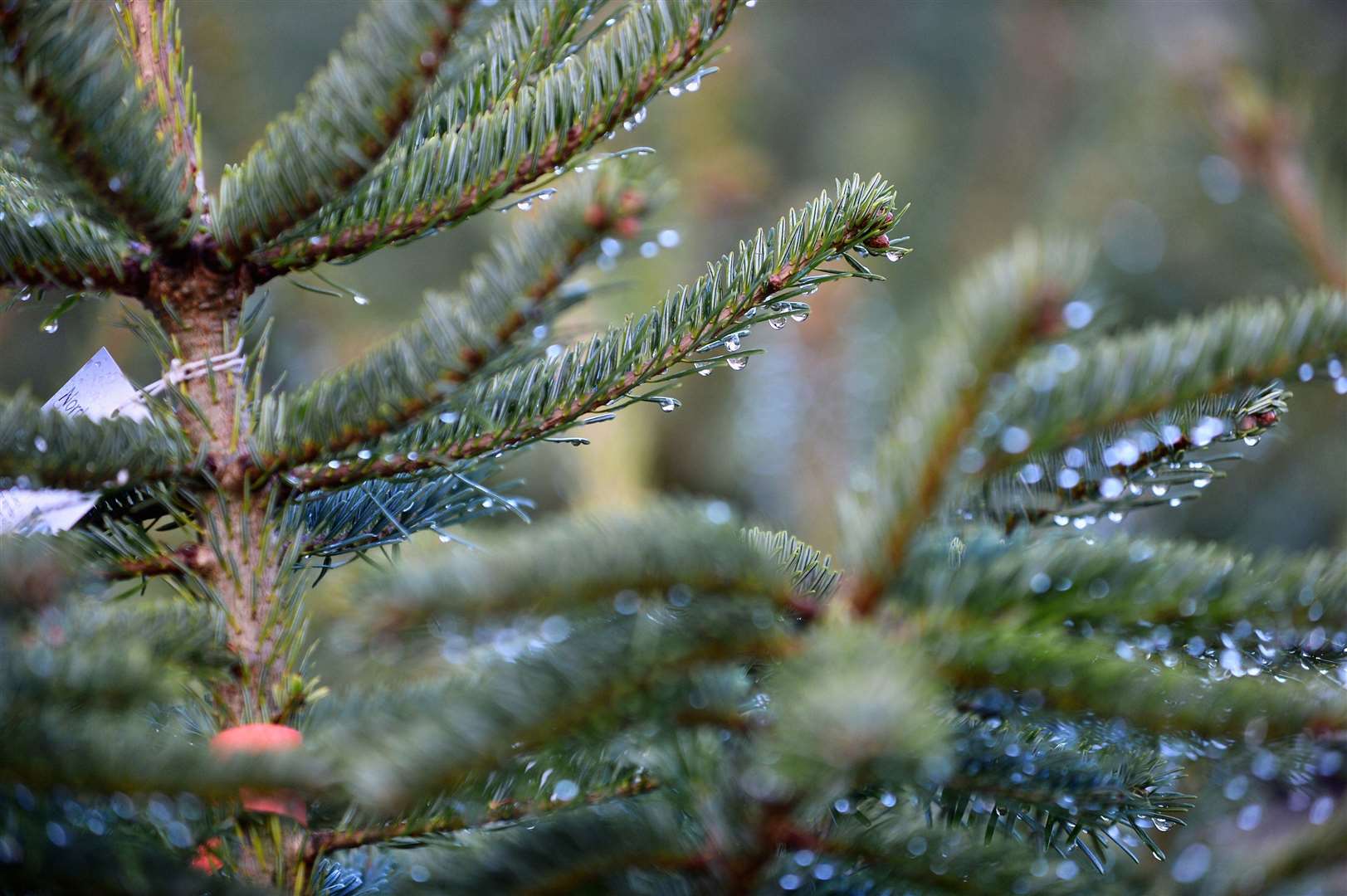 The sap and pine needles in real trees can cause some skin irritation