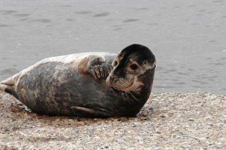 Seal flops onto Herne Bay beach