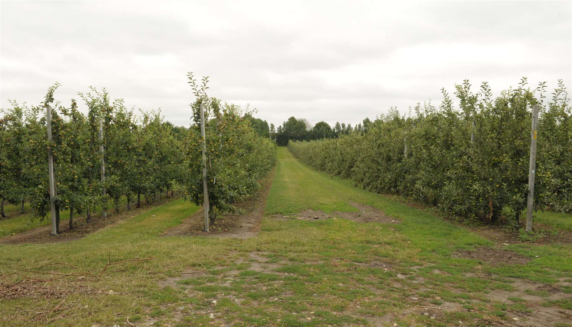 The orchard between Pump Lane and Lower Bloors Lane where AC Goatham and Son want to build a huge new estate. Picture: Steve Crispe
