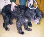 Benjie, who was found underweight and neglected