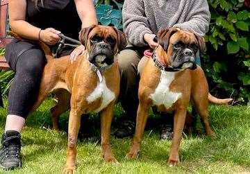 Two of the six young boxer dogs which have recently come into the sanctuary's care