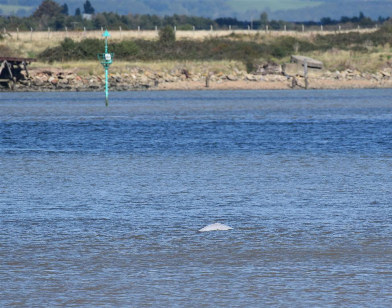 The Beluga poked its head out of the water on multiple occasions. Picture Fraser Gray