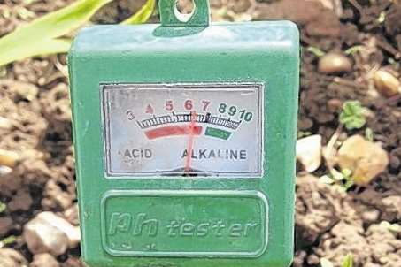 Why not test the pH of your soil?