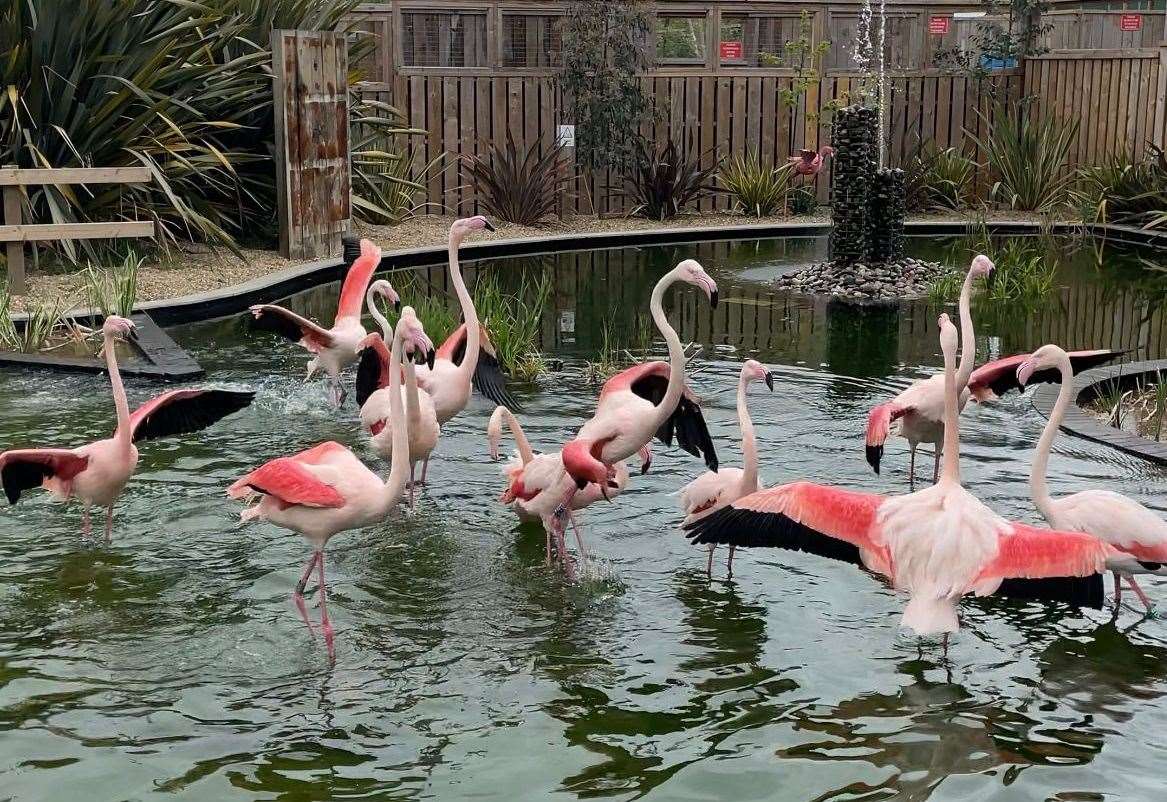 Flamingos at Fenn Bell pub and zoo in Hoo finally free after bird flu housing restrictions lifted