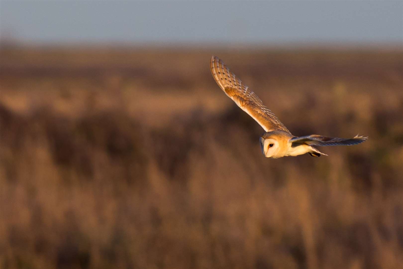 A barn owl soars across the countryside