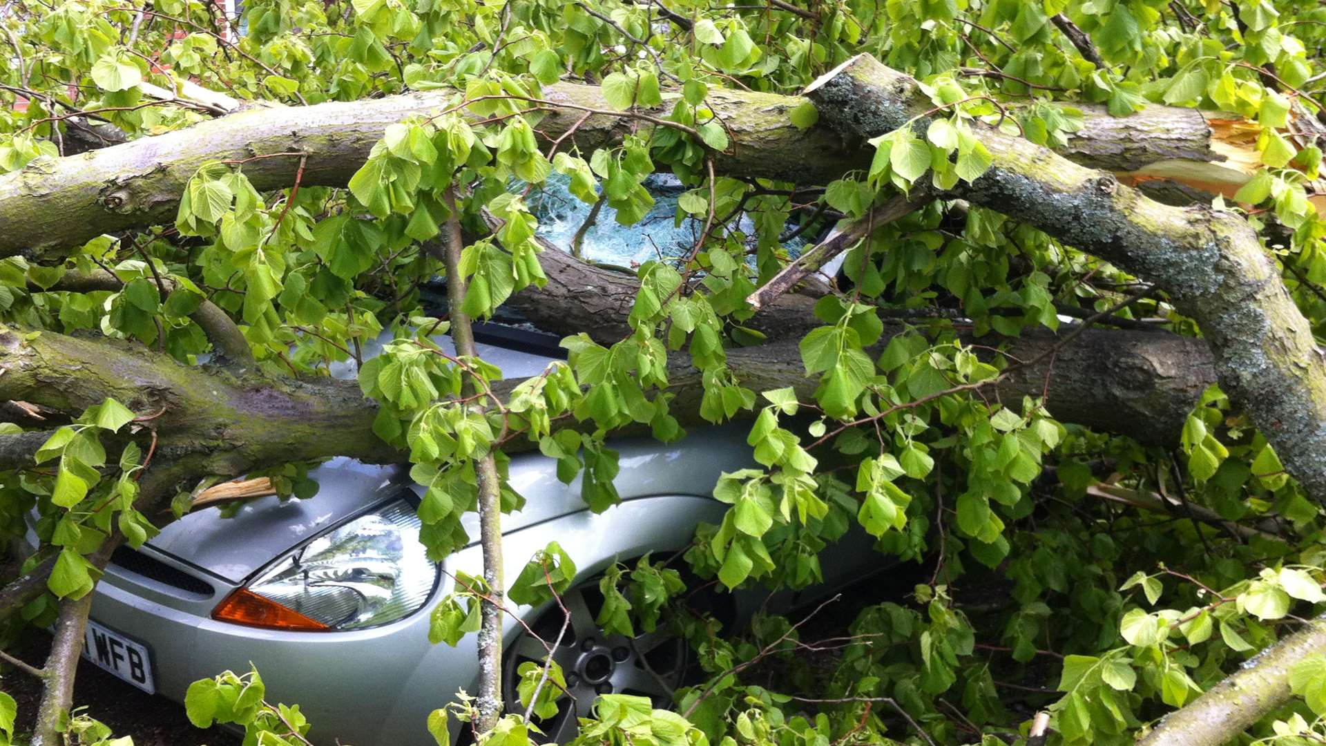 A 50ft lime tree toppled onto a car in Herne Bay this morning