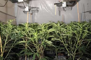 Police discovered 121 cannabis plants and 50 seedlings along with extensive cultivation equipment in Lanfranc Gardens in Harbledown.