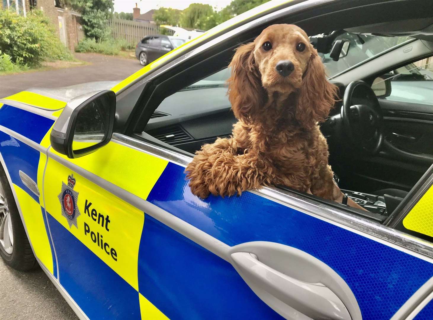 Stolen dog Peanut was found wandering along A249 near the Stockbury roundabout. Picture: @KPTacOps
