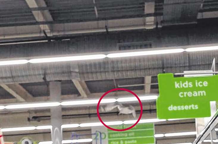 The seagull, circled in red, trapped overhead on steel wire at Asda in Folkestone.