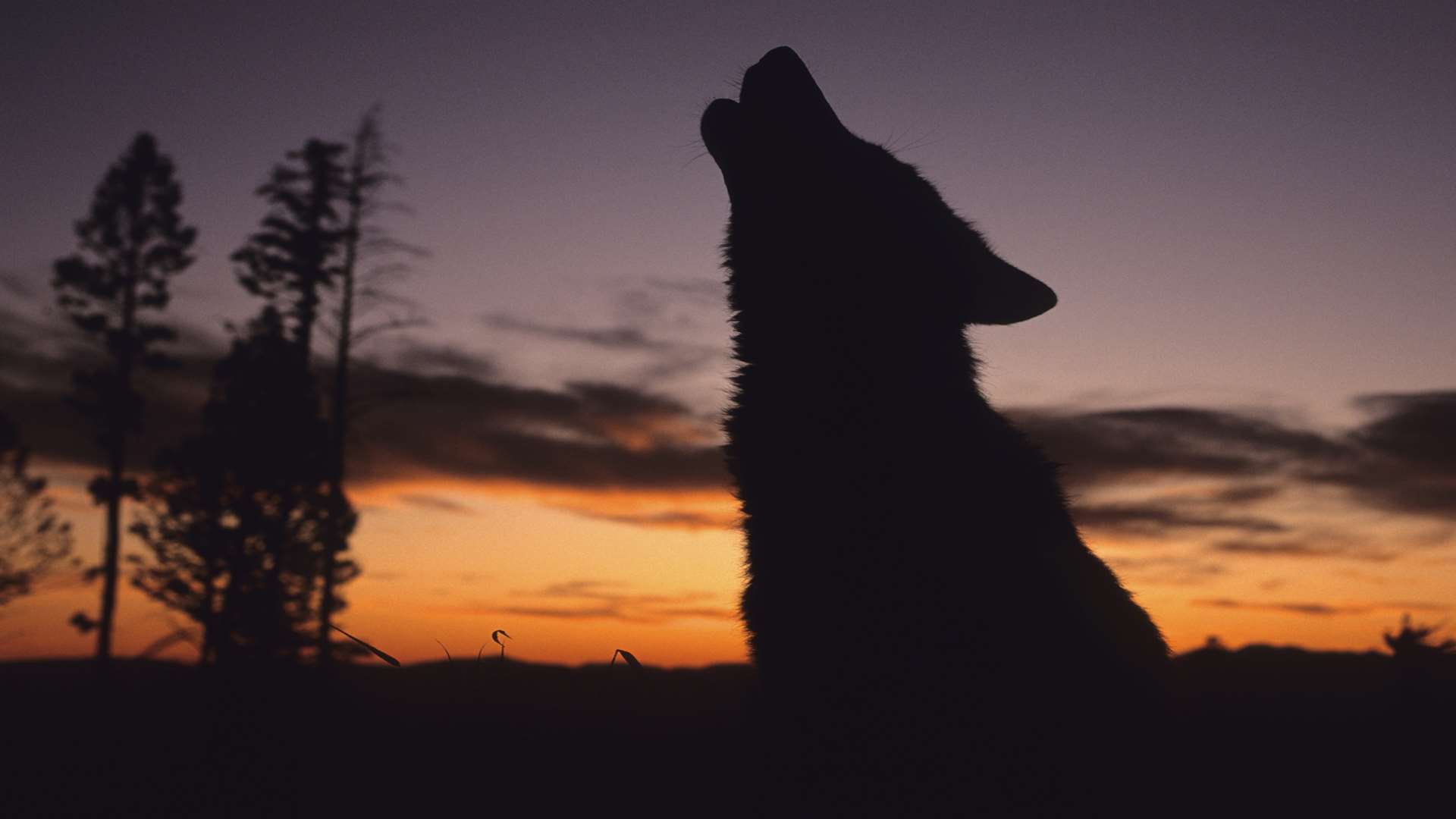A howling animal. Stock image.
