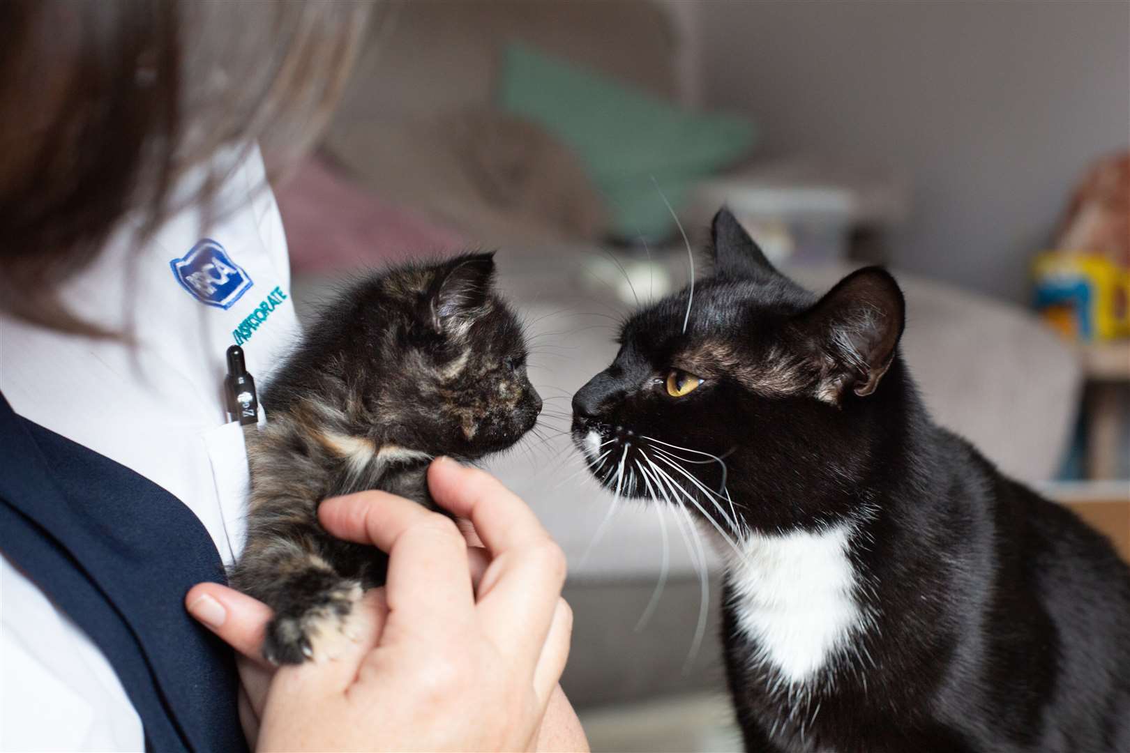 The RSPCA rescues and rehomes thousands of animals each year
