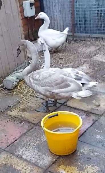 Swampy Wildlife Rescue Facebook post of rescued swans and goose in Sheerness